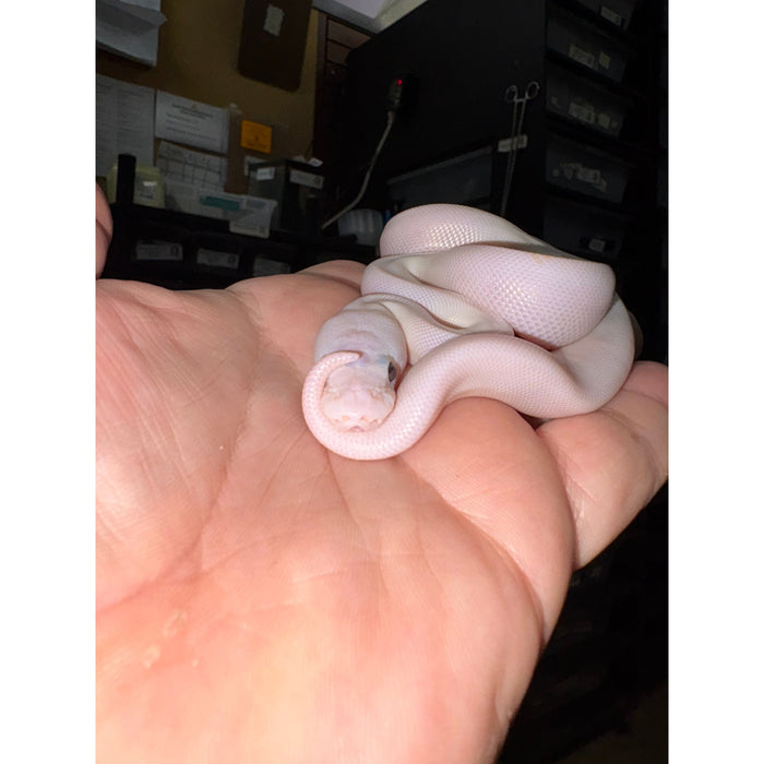 Ball Python (Super Fire)