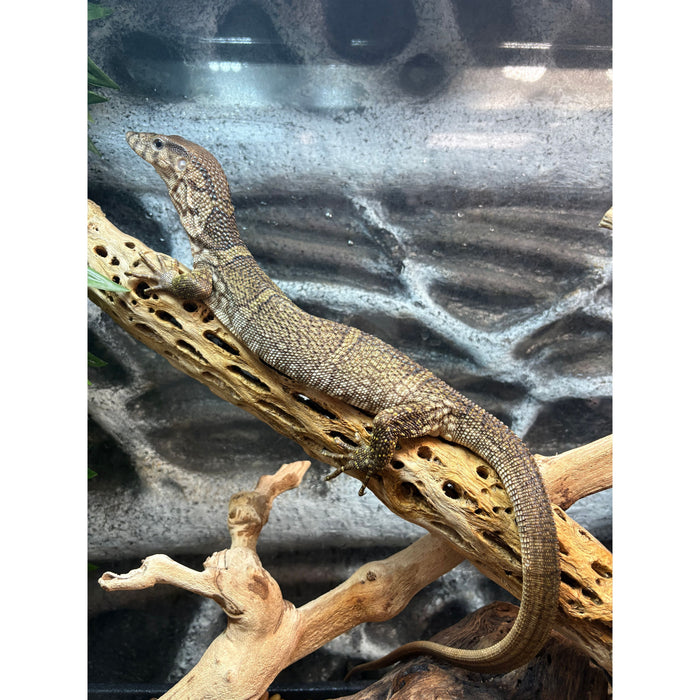 Dumerils Monitor (Varanus dumerilii)
