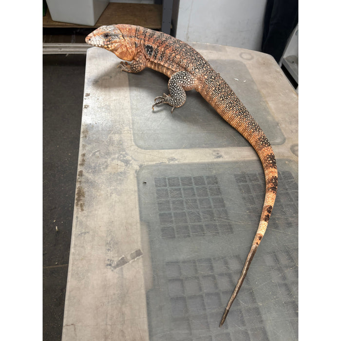 Red Tegu (Adult) (Salvator merianae)