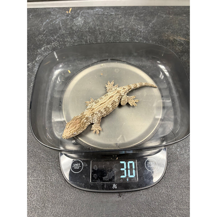 Leachianus Gecko (GTA) (M)