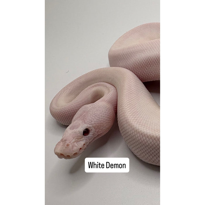 Ball Python (White Demon)
