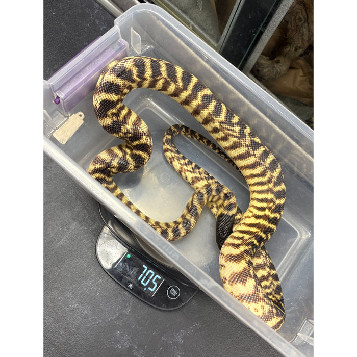 Black Headed Python (Aspidites melanocephalus)