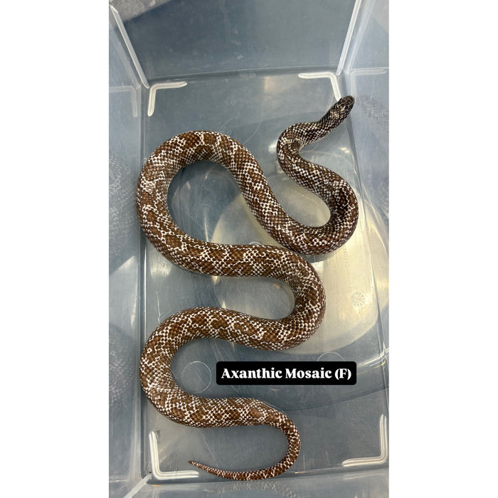 Florida Kingsnake (Axanthic Mosaic)
