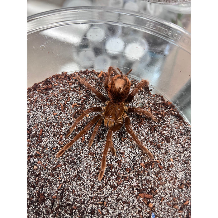 Peruvian Giant Steely Blue Leg (Female) (Pamphobeteus antinous)