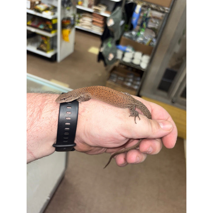 Kingorum Dwarf Monitor (Varanus kingorum)