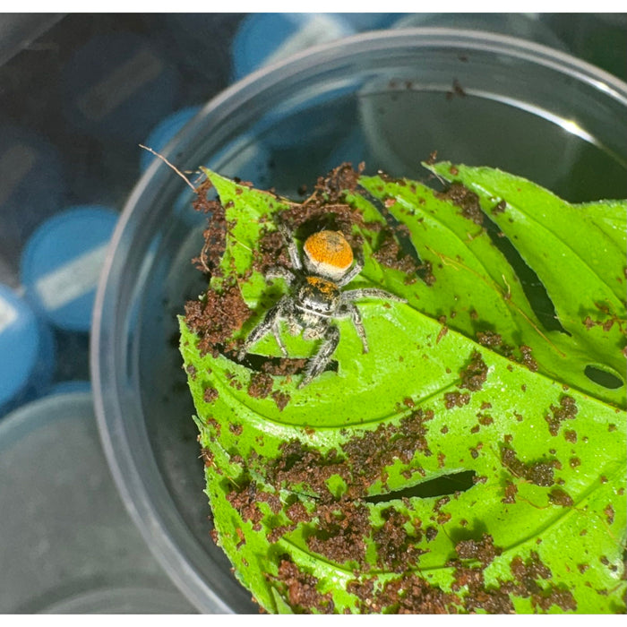 Jumping Spider (Lucid Dreamer) (Phiddippus morpheus)