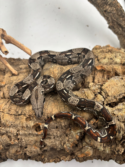 Colombian Red Tail Boa (IMG) (Baby)
