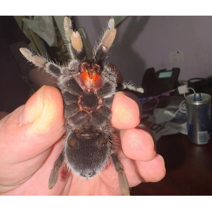 Veracruz Red Rump (Female) (Tliltocatl kahlenbergi)