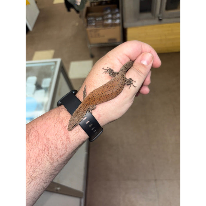 Kingorum Dwarf Monitor (Varanus kingorum)