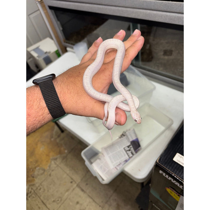 White Sided Florida Kingsnake