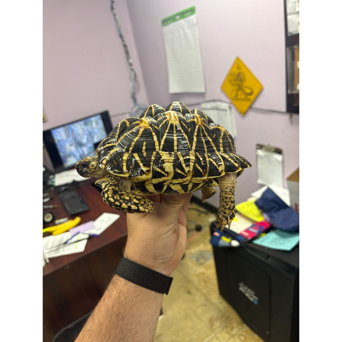 Indian Star Tortoise (Geochelone elegans)