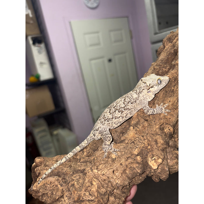 Gargoyle Gecko (Adult Male)