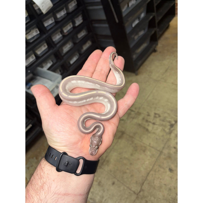 Ball Python (Purple Passion)