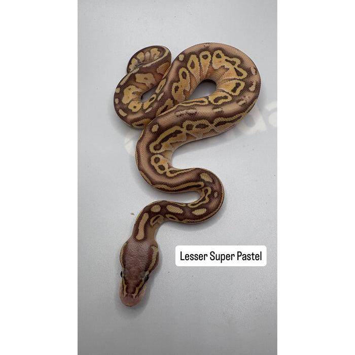 Ball Python (Lesser Super Pastel)