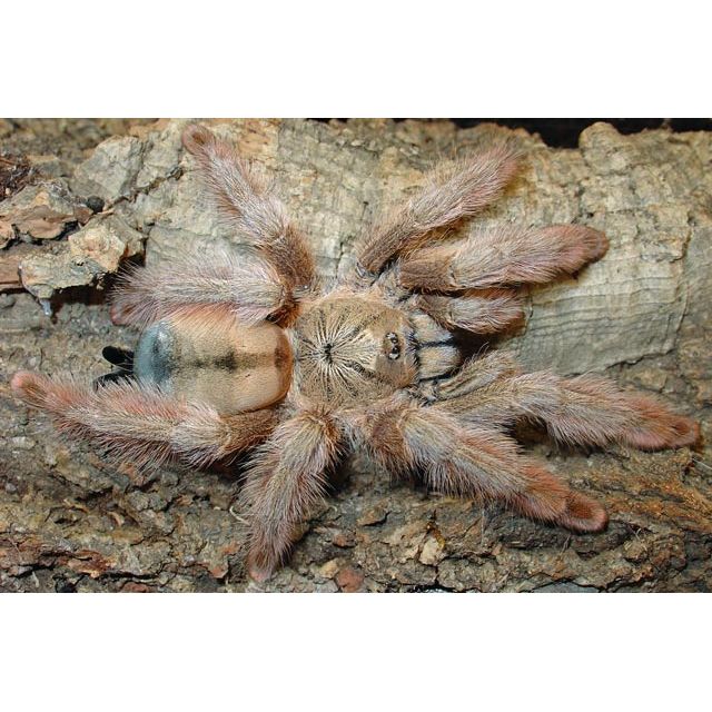Panama Blonde Tarantula Sling (Psalmopoeus pulcher)