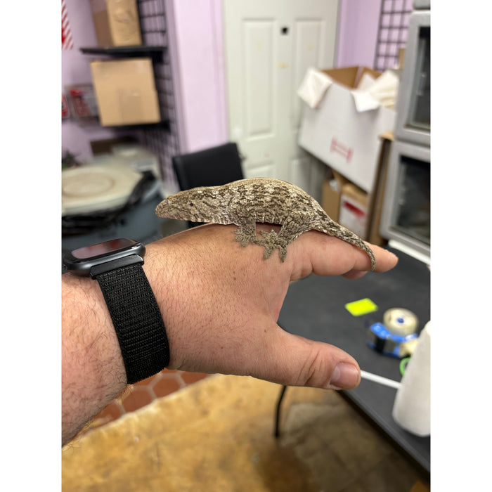 Leachianus Gecko (GTA) (M)