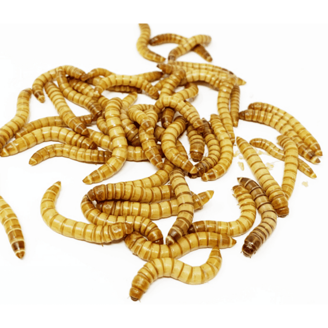 Live Giant Mealworms for Reptiles, Birds, Turtles, and Fish Bait