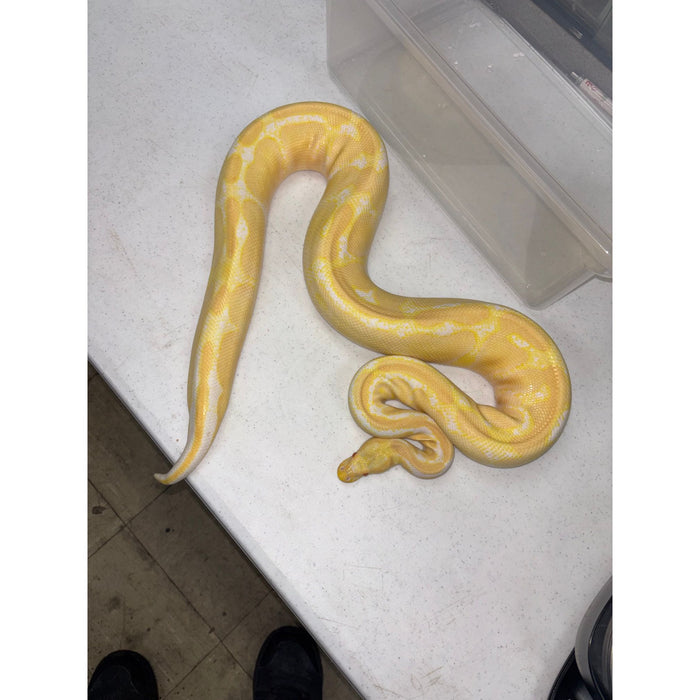 Ball Python (Albino) (Adult Male)