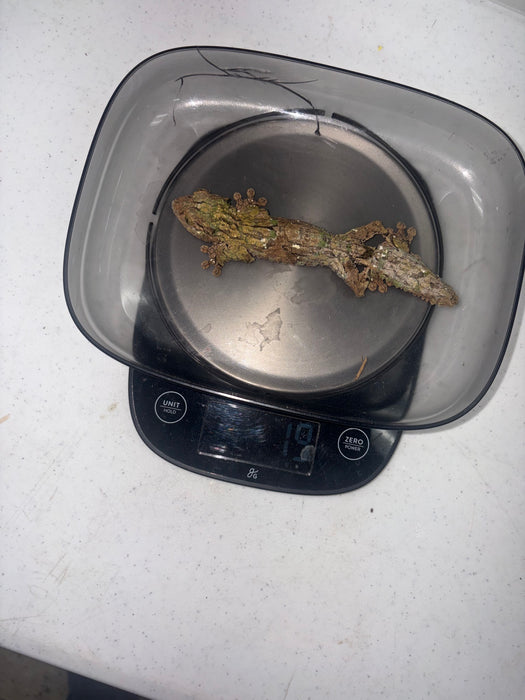 Mossy Leaf Tail Gecko (Uroplatus sikore)