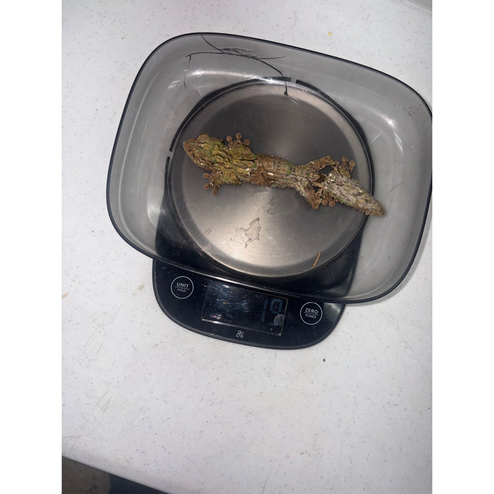 Mossy Leaf Tail Gecko (Uroplatus sikore)