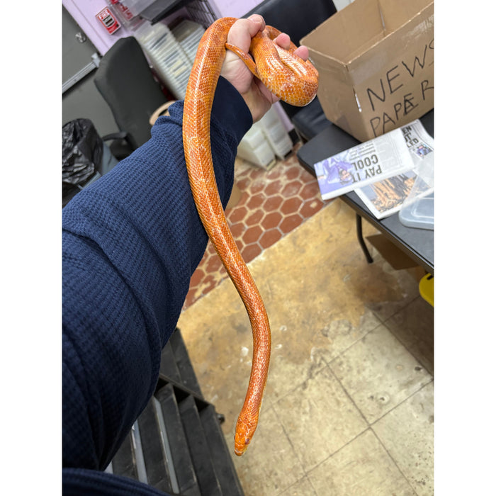 Corn Snake (Albino) (Adult)