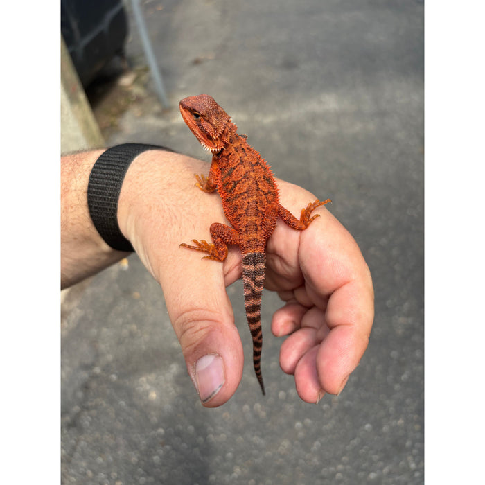 Bearded Dragon (Red Monster Cross)