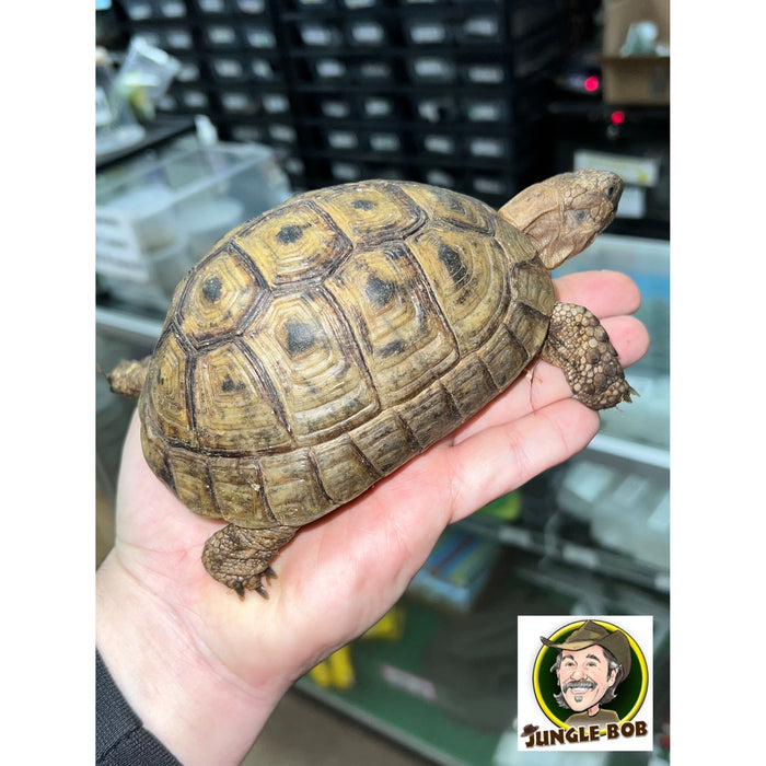 Greek Tortoise