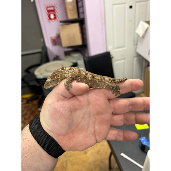 Leachianus Gecko (Nuu Ana x GTX)