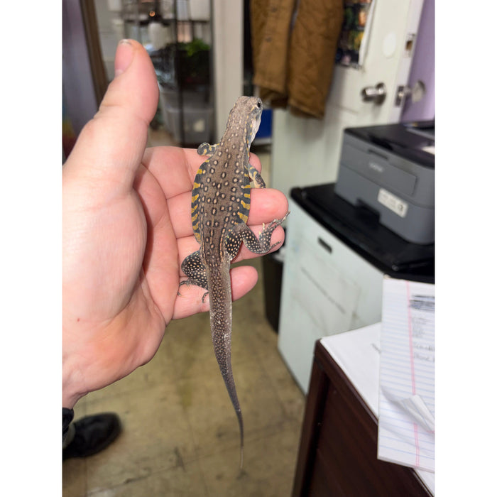Lizard Butterfly Agama (Leiolepis belliana)