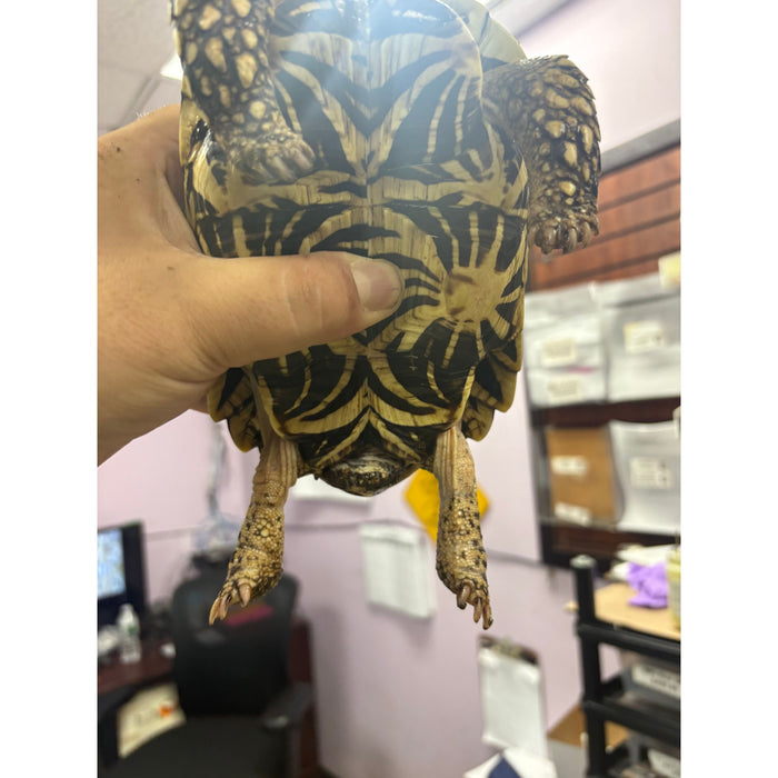 Indian Star Tortoise (Geochelone elegans)