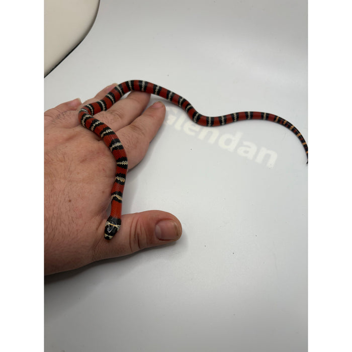 Honduran Milksnake (Baby) (Lampropeltis triangulum hondurensis)