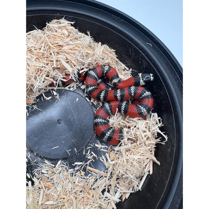 Honduran Milksnake (Baby) (Lampropeltis triangulum hondurensis)
