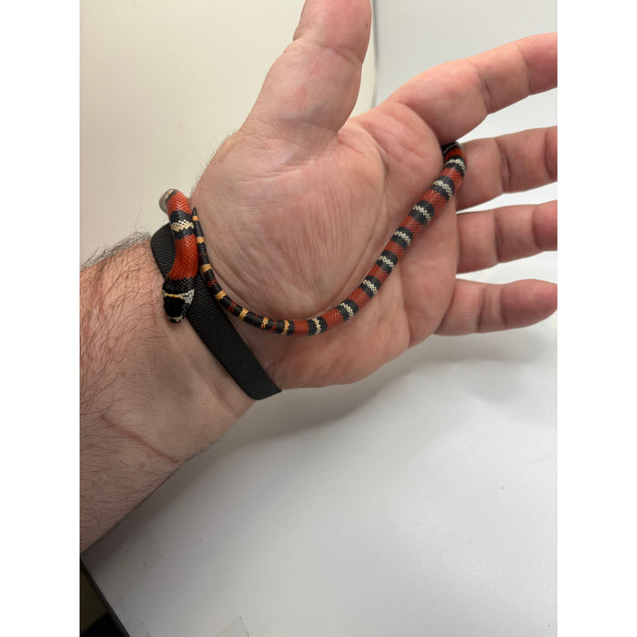 Honduran Milksnake (Baby) (Lampropeltis triangulum hondurensis)