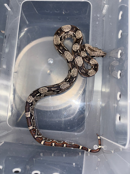 Colombian Red Tail Boa (IMG) (Baby)
