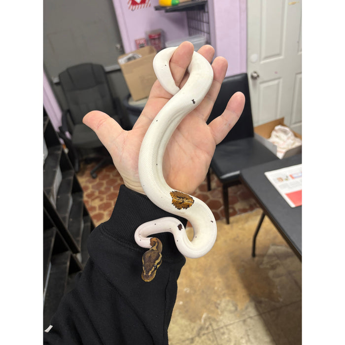 Ball Python (Mahogany Pied)