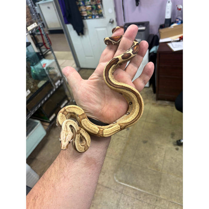 Red Tail Boa (VPI Jungle) (Boa constrictor imperator)
