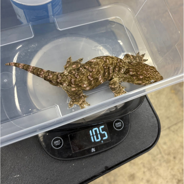 Leachianus Gecko (Nuu Ami x Nuu Ana) (M)