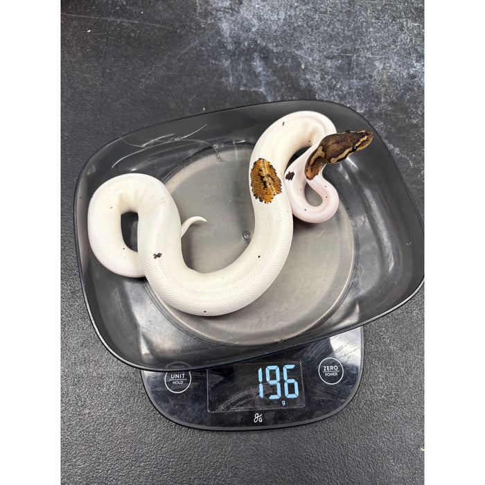 Ball Python (Mahogany Pied)