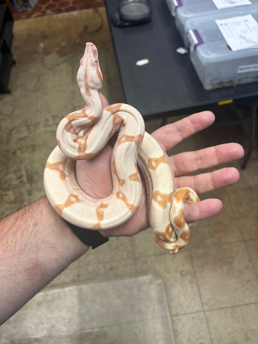 Colombian Red Tail Boa (Kahl Albino) (Baby)