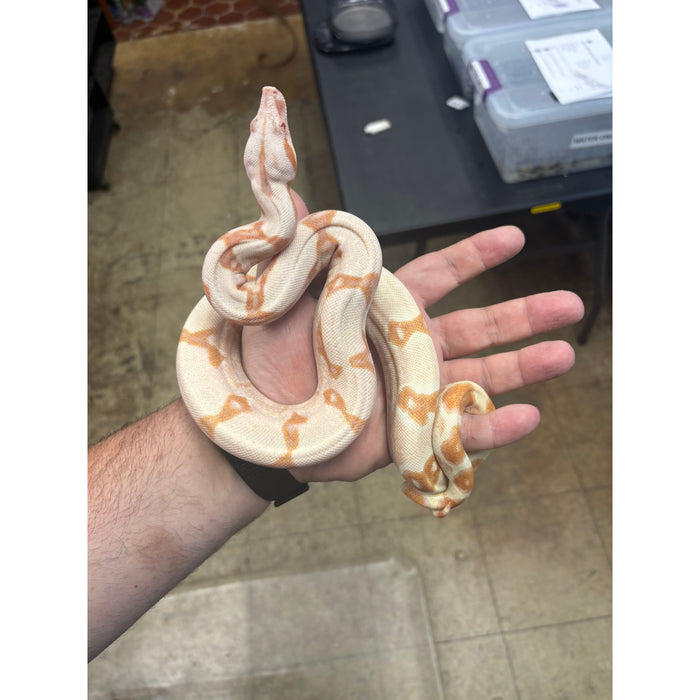 Colombian Red Tail Boa (Kahl Albino) (Baby)