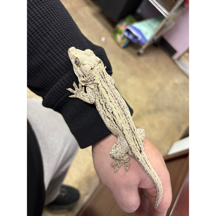 Gargoyle Gecko (Adult Male)