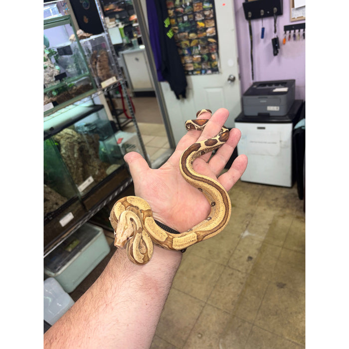 Red Tail Boa (VPI Jungle) (Boa constrictor imperator)