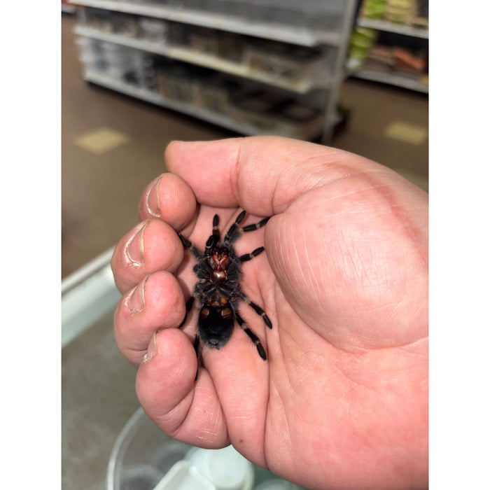 Mexican Flame Knee (Female) (Brachypelma auratum)