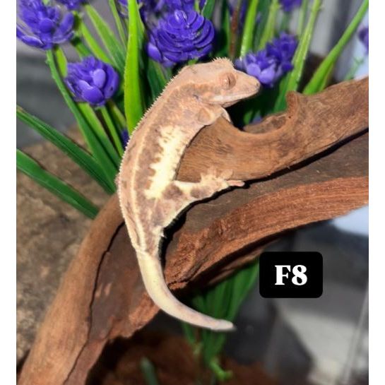 Frappuccino Crested Gecko (F8)