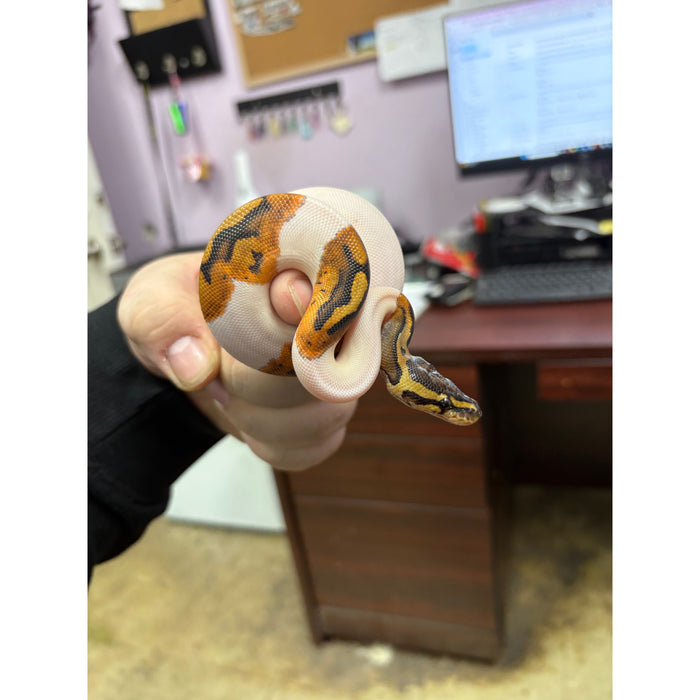Ball Python (Ghost Pied)