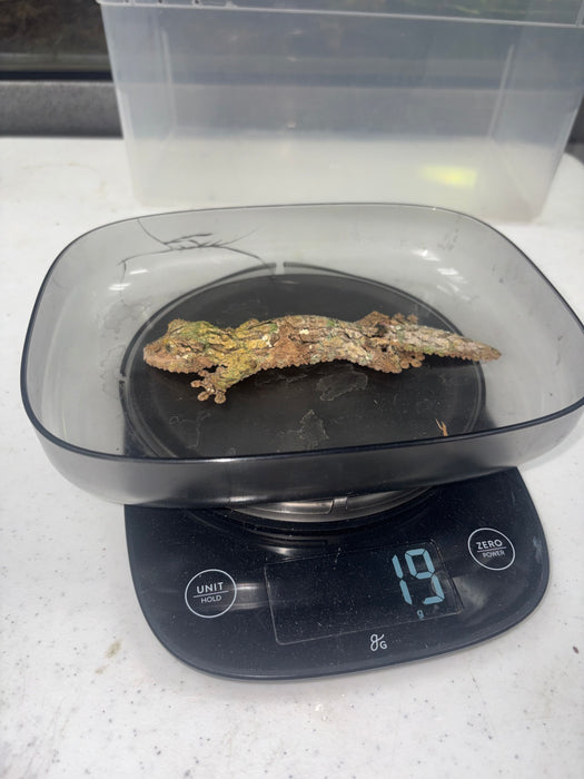 Mossy Leaf Tail Gecko (Uroplatus sikore)