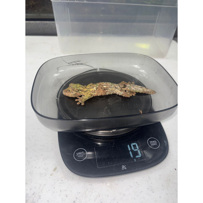 Mossy Leaf Tail Gecko (Uroplatus sikore)