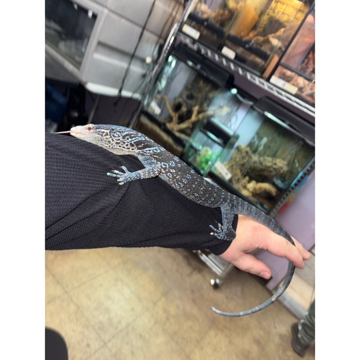Blue Tree Monitor (Varanus macraei)