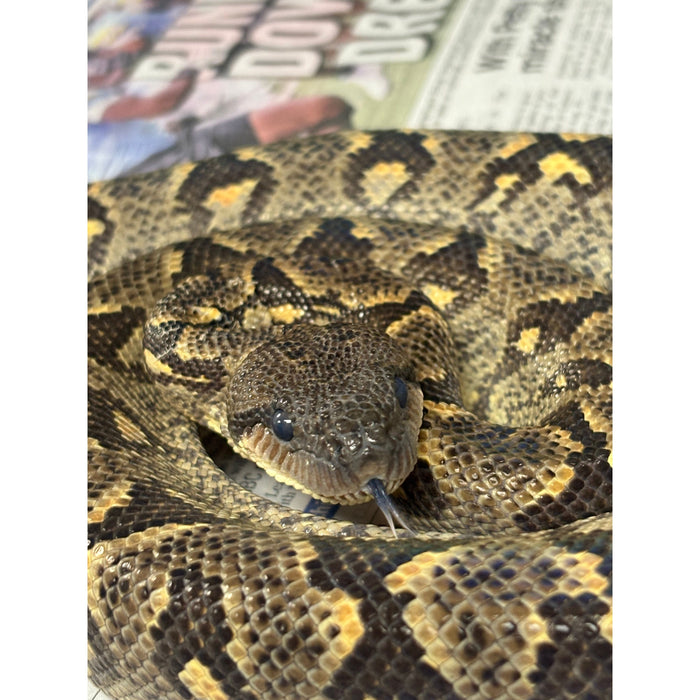 Western Madagascar Tree Boa (Sanzinia volontany)
