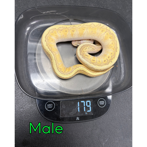 Yellow snake on a digital scale with a weight of 179 grams, labeled 'Male'.